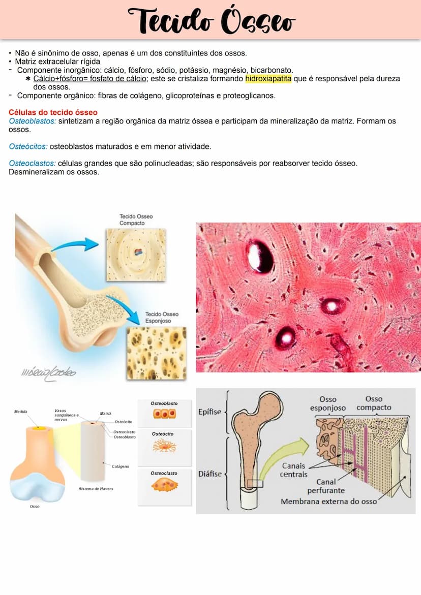 --- OCR Start ---
Tecido Epitelial
Não apresenta vasos sanguíneos-> recebe
oxigênio e nutrientes por difusão
Pouca matriz extracelular.
Form
