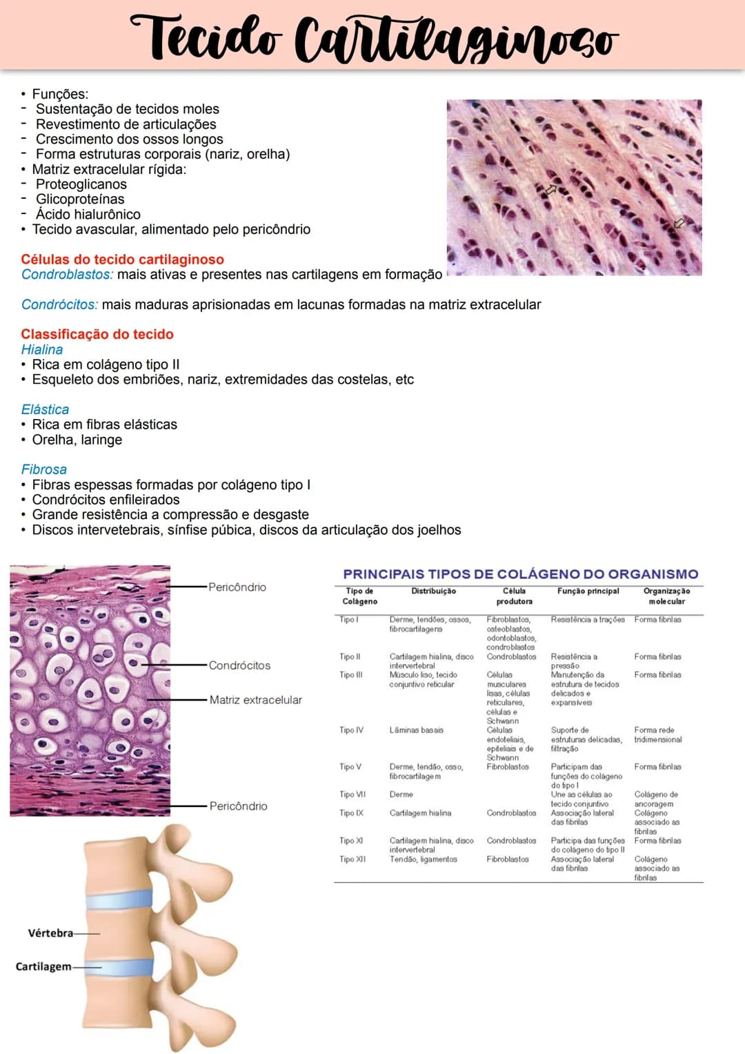 --- OCR Start ---
Tecido Epitelial
Não apresenta vasos sanguíneos-> recebe
oxigênio e nutrientes por difusão
Pouca matriz extracelular.
Form