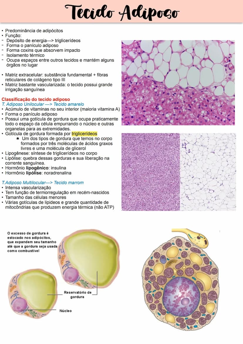 --- OCR Start ---
Tecido Epitelial
Não apresenta vasos sanguíneos-> recebe
oxigênio e nutrientes por difusão
Pouca matriz extracelular.
Form