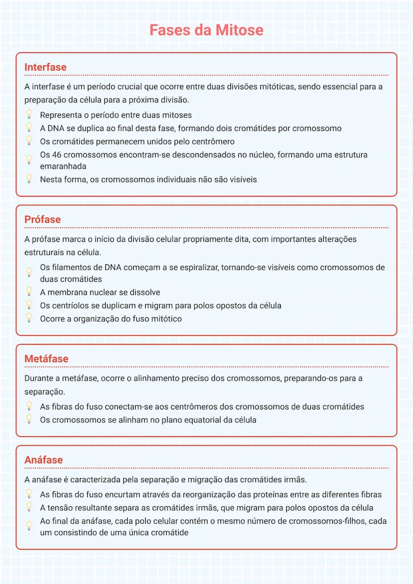 # Fases da Mitose

# Interfase
A interfase é um período crucial que ocorre entre duas divisões mitóticas, sendo essencial para a
preparação 