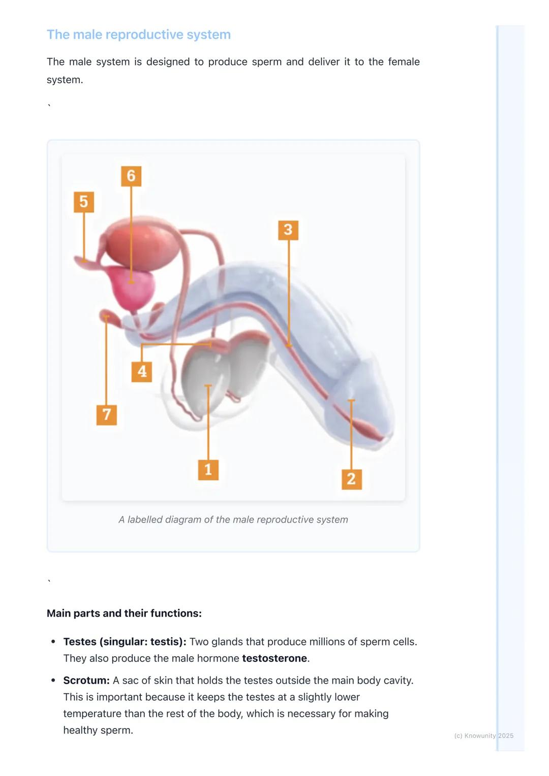 # Human Reproductive System

Introduction to human reproduction

Reproduction is one of the main life processes. It's how living things crea