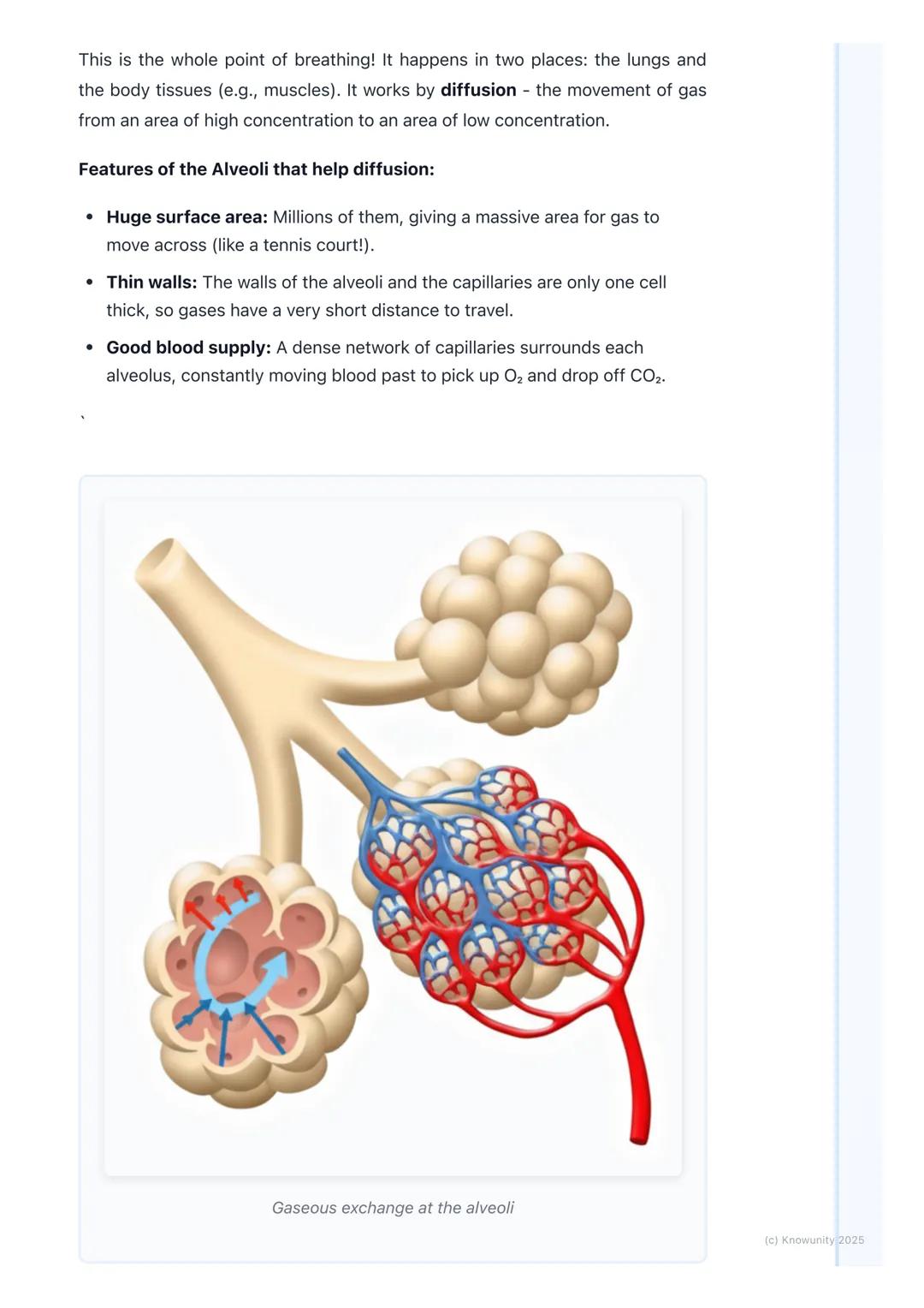 # Respiratory System

An introduction to the respiratory system

The main job of the respiratory system is to get oxygen (O2) from the air i