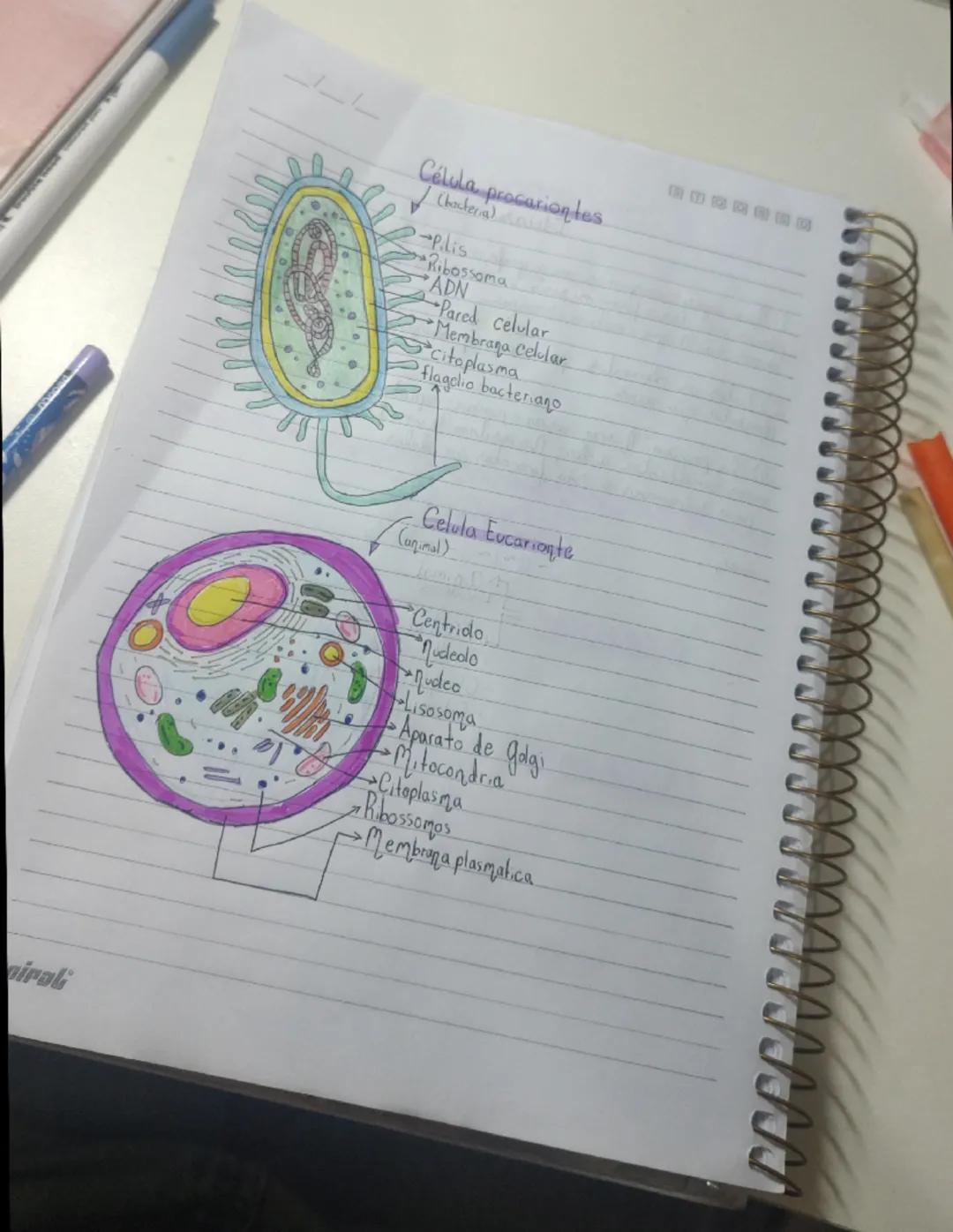 Diferenças Entre Células Procariontes e Eucariontes