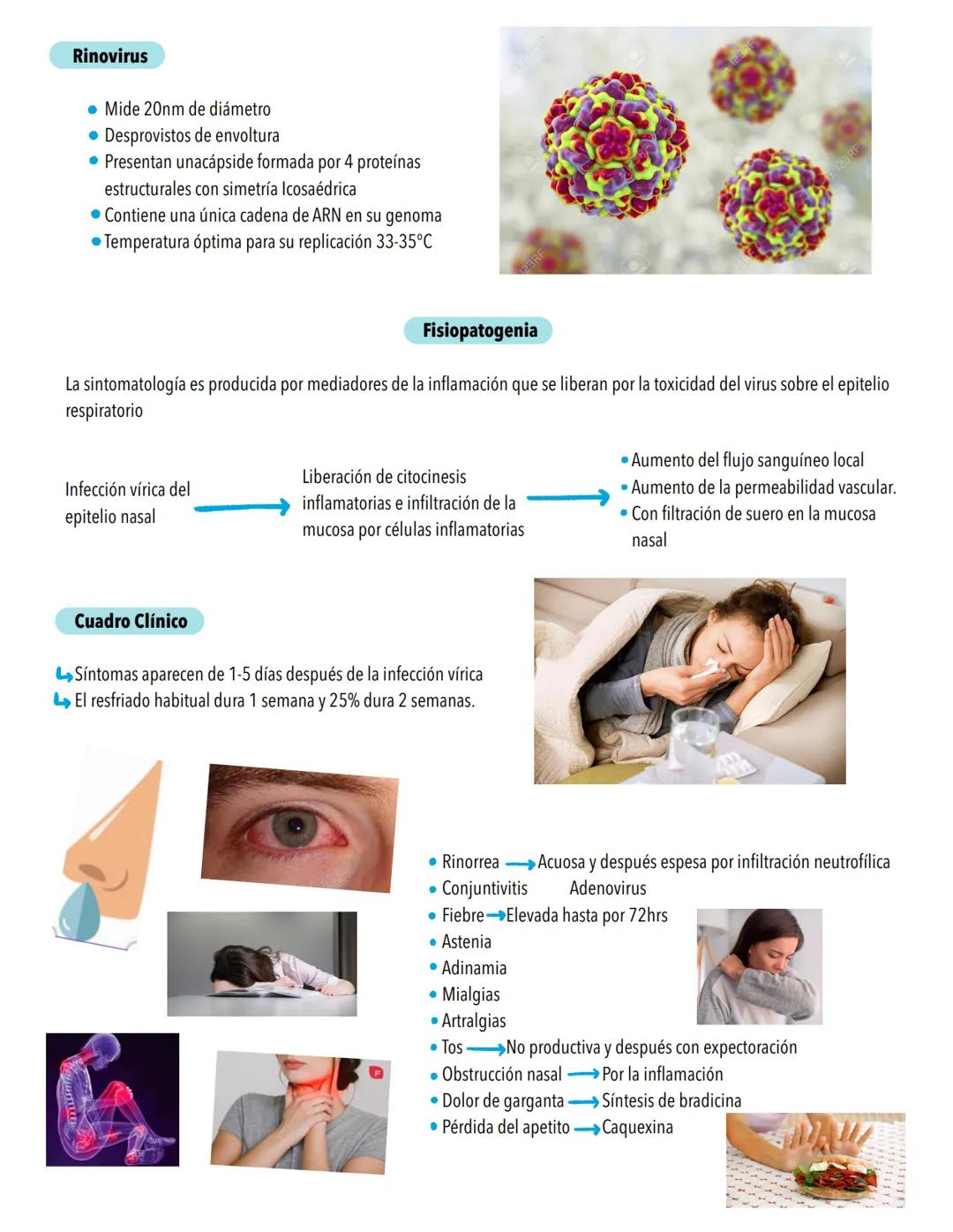 Infecciones
RESPIRATORIAS
Factores protectores
⚫Vellosidades nasales
⚫ Reflejo Nauseoso
⚫Reflejo Nasosinobronquial
Polimorfonucleares
• Macr