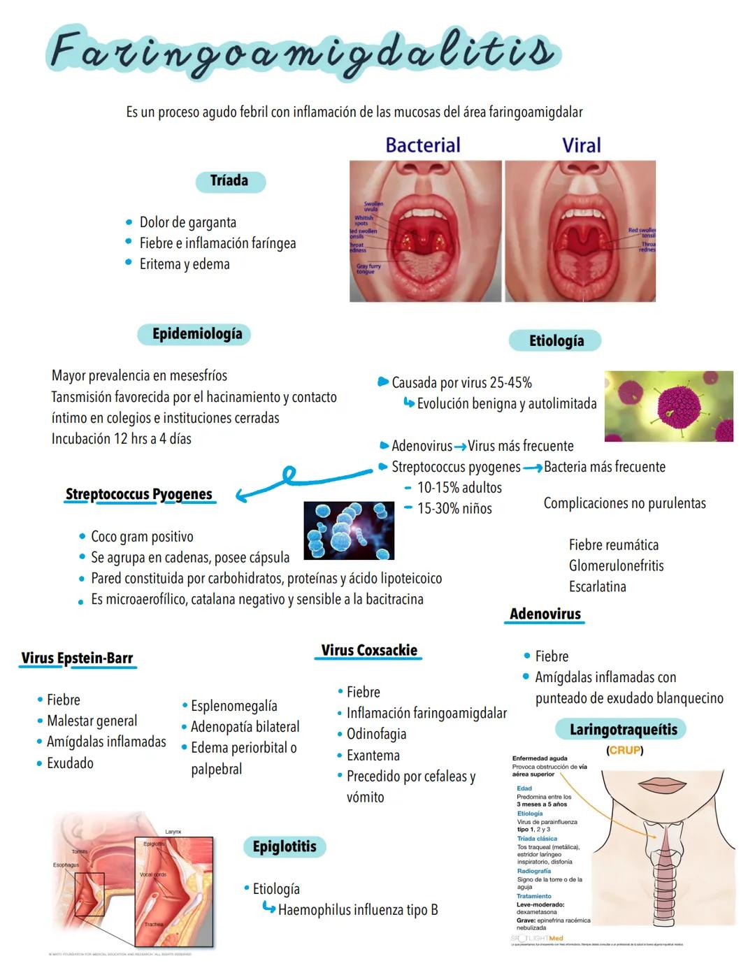 Infecciones
RESPIRATORIAS
Factores protectores
⚫Vellosidades nasales
⚫ Reflejo Nauseoso
⚫Reflejo Nasosinobronquial
Polimorfonucleares
• Macr
