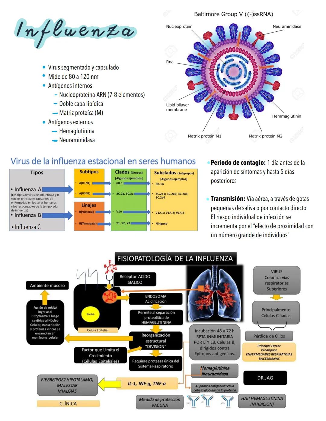 Infecciones
RESPIRATORIAS
Factores protectores
⚫Vellosidades nasales
⚫ Reflejo Nauseoso
⚫Reflejo Nasosinobronquial
Polimorfonucleares
• Macr
