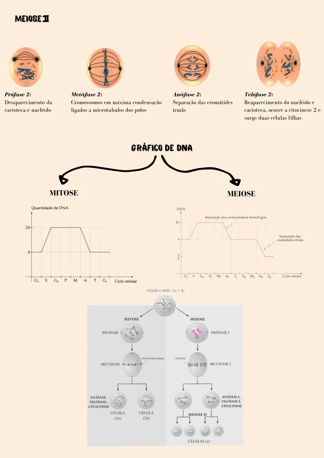 --- OCR Start ---
MEIOSEI
Prófase 2:
Desaparecimento da
carioteca e nucléolo
2X-
X
62
Metáfase 2:
Anáfase 2:
Telófase 2:
Cromossomos em máxi