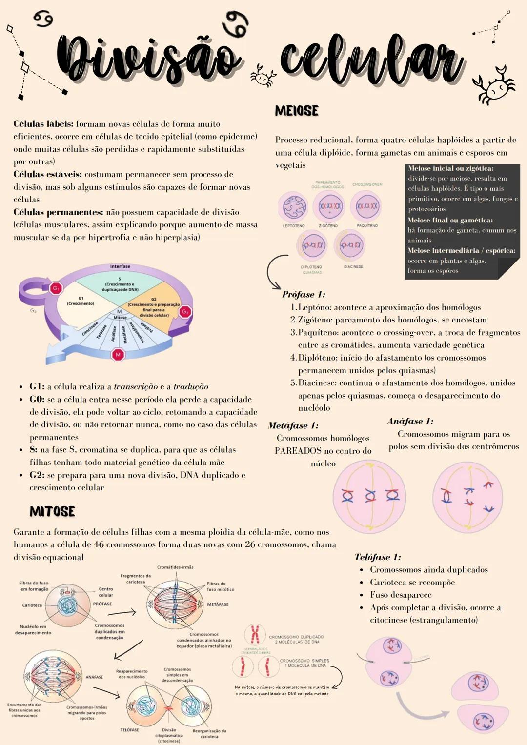 --- OCR Start ---
MEIOSEI
Prófase 2:
Desaparecimento da
carioteca e nucléolo
2X-
X
62
Metáfase 2:
Anáfase 2:
Telófase 2:
Cromossomos em máxi