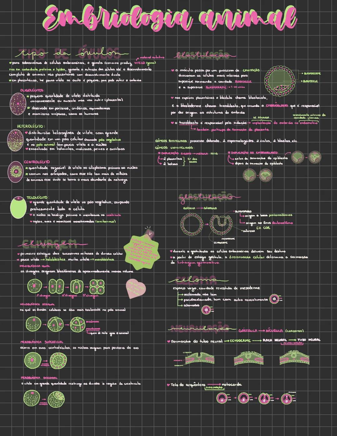 # Embriologia animal
## Tipo de óvulo _material nutritivo_
*para sobrevivencia de células embrionárias, a gento forma o produto_ _vitelo