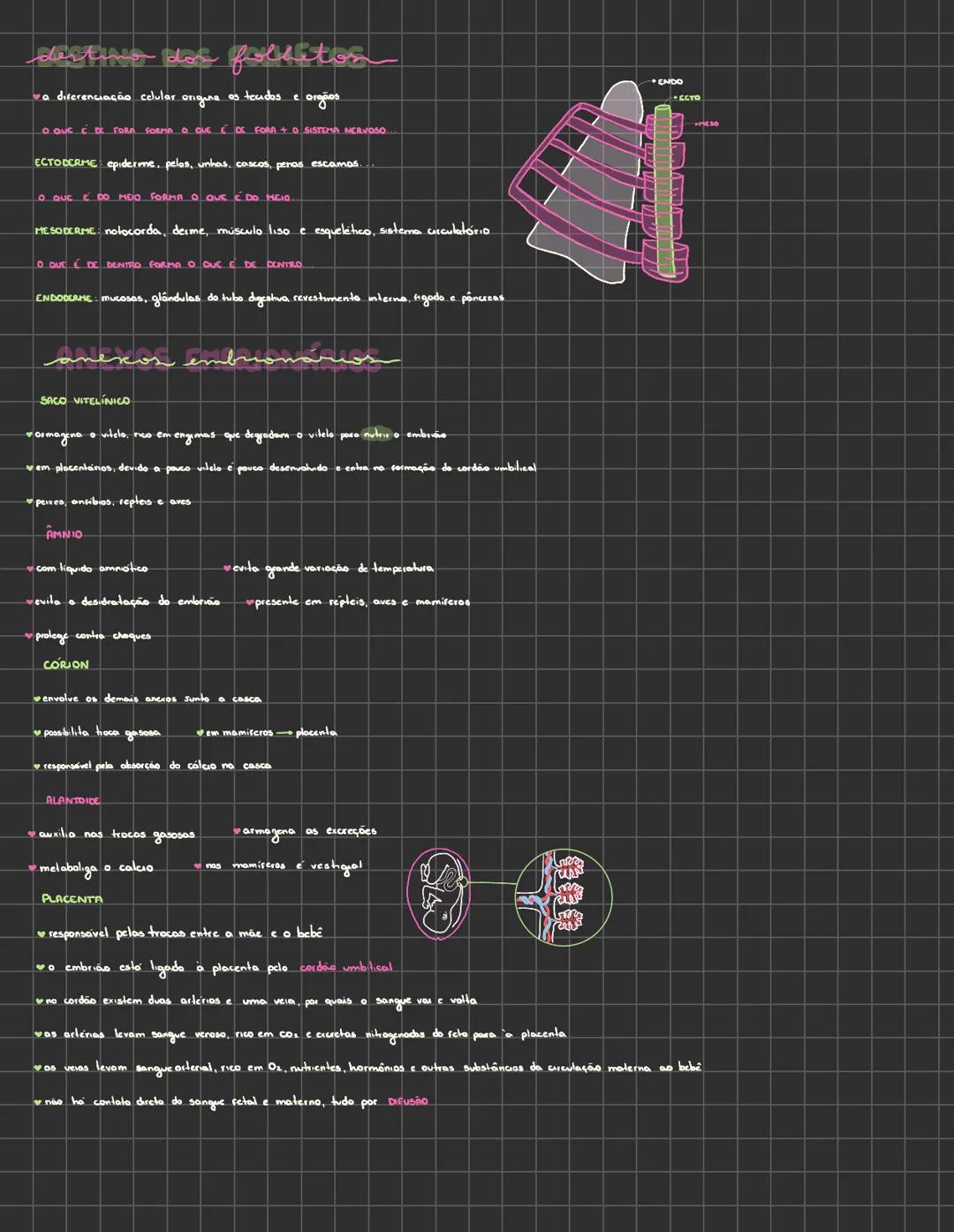 # Embriologia animal
## Tipo de óvulo _material nutritivo_
*para sobrevivencia de células embrionárias, a gento forma o produto_ _vitelo