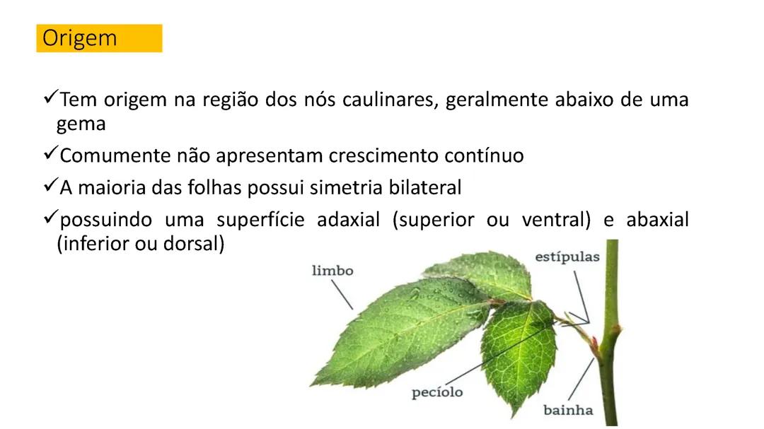 Morfologia das angiospermas