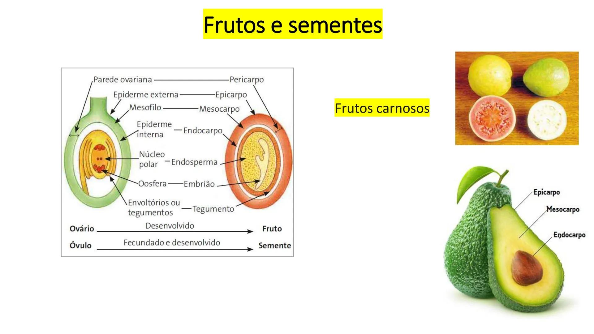 # Origem
✓ Tem origem na região dos nós caulinares, geralmente abaixo de uma
gema
✓ Comumente não apresentam crescimento contínuo
✓ A maiori