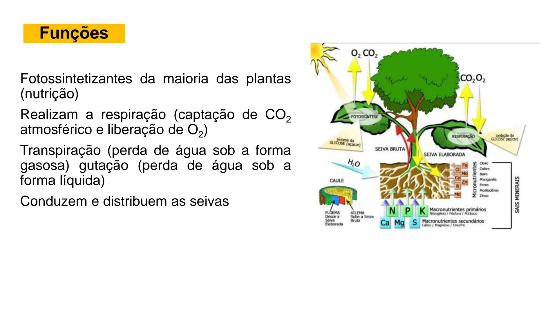 # Origem
✓ Tem origem na região dos nós caulinares, geralmente abaixo de uma
gema
✓ Comumente não apresentam crescimento contínuo
✓ A maiori