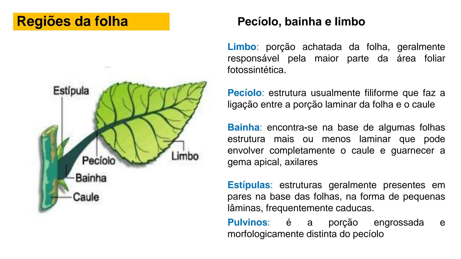 # Origem
✓ Tem origem na região dos nós caulinares, geralmente abaixo de uma
gema
✓ Comumente não apresentam crescimento contínuo
✓ A maiori