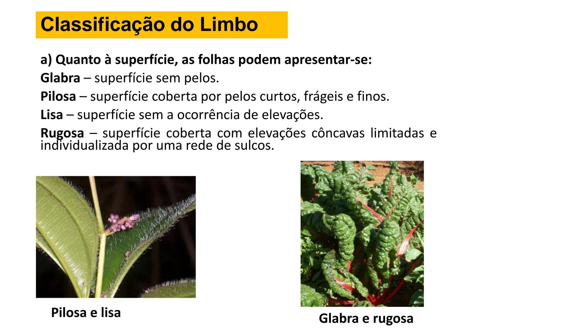 # Origem
✓ Tem origem na região dos nós caulinares, geralmente abaixo de uma
gema
✓ Comumente não apresentam crescimento contínuo
✓ A maiori