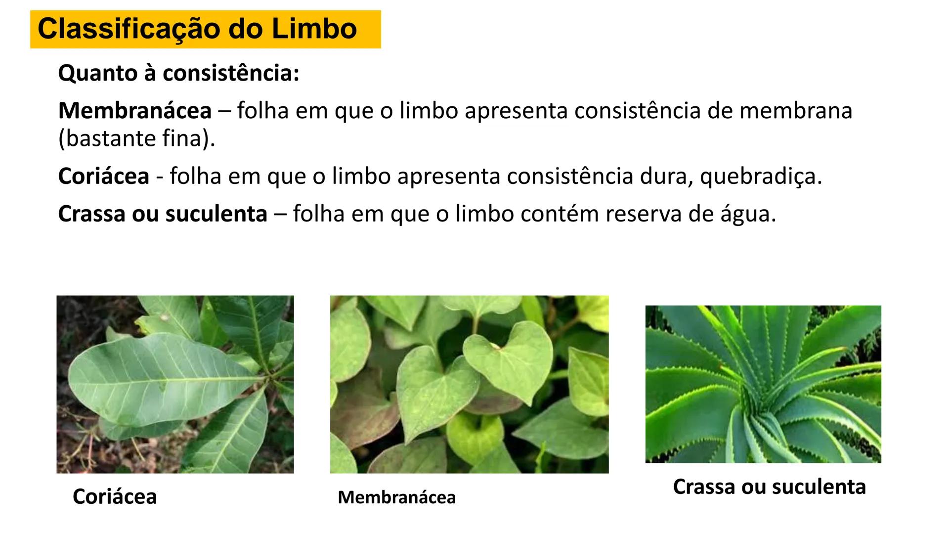 # Origem
✓ Tem origem na região dos nós caulinares, geralmente abaixo de uma
gema
✓ Comumente não apresentam crescimento contínuo
✓ A maiori