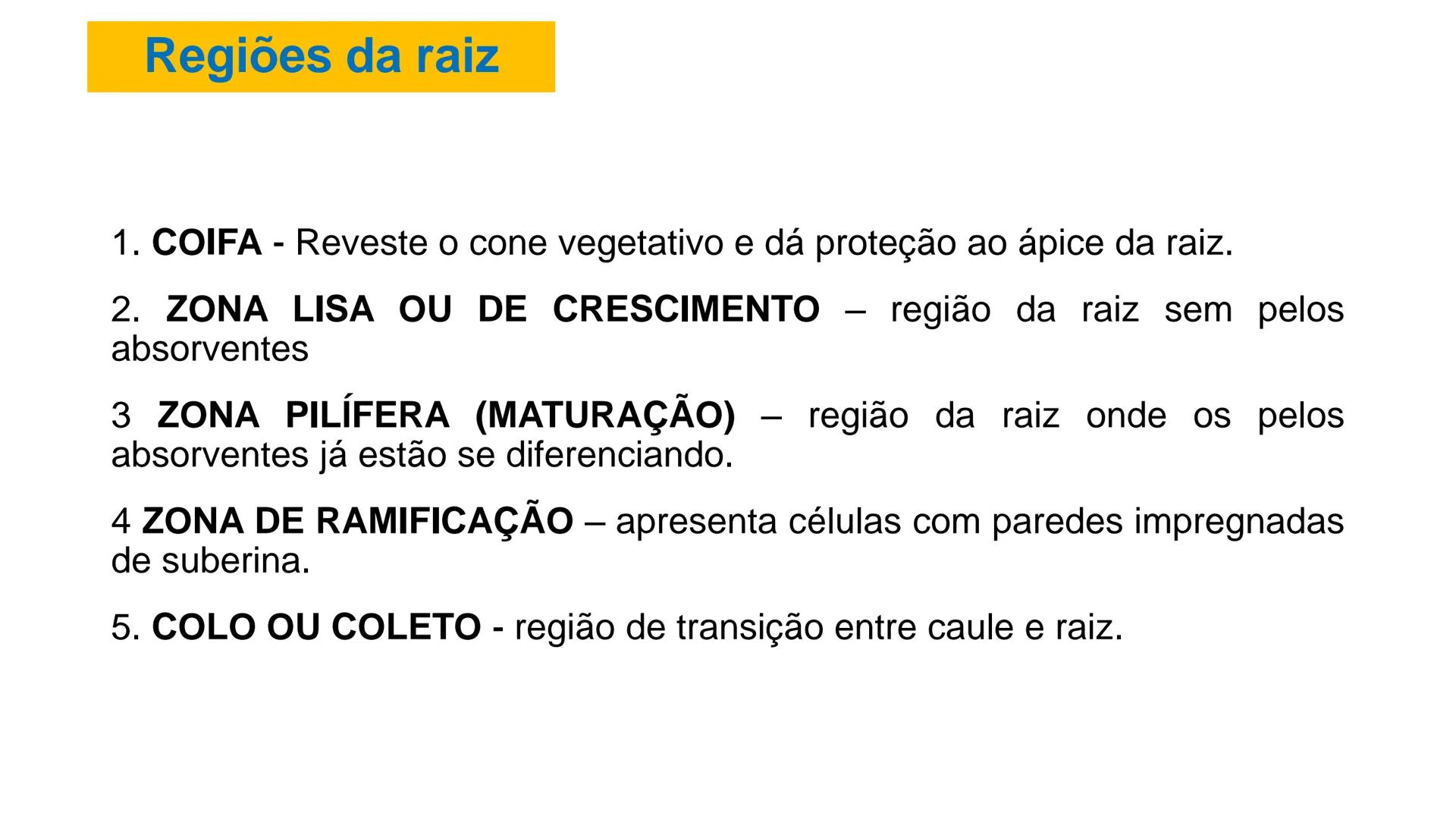# Origem
✓ Tem origem na região dos nós caulinares, geralmente abaixo de uma
gema
✓ Comumente não apresentam crescimento contínuo
✓ A maiori