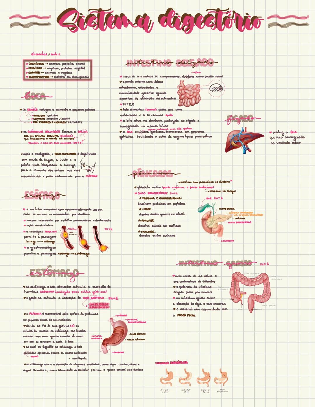 - Sietena digestirio-
alimentar & nutrir
- CasίνοRA animaus, proteína sal
- HERBIVORA vegetous, proteina vegetal
- CvARA animais e vegetaus