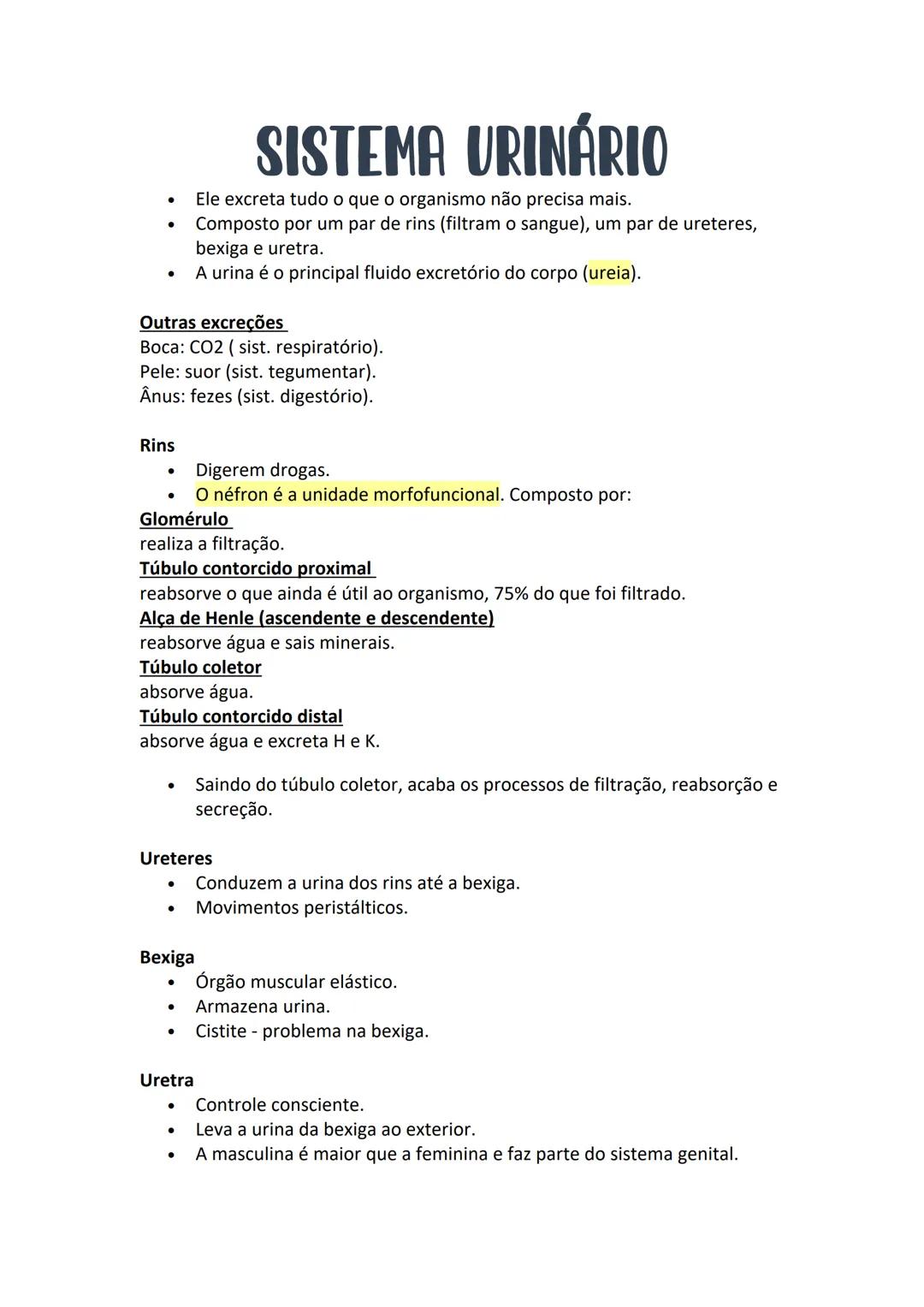 # SISTEMA URINÁRIO
- Ele excreta tudo o que o organismo não precisa mais.
- Composto por um par de rins (filtram o sangue), um par de urete