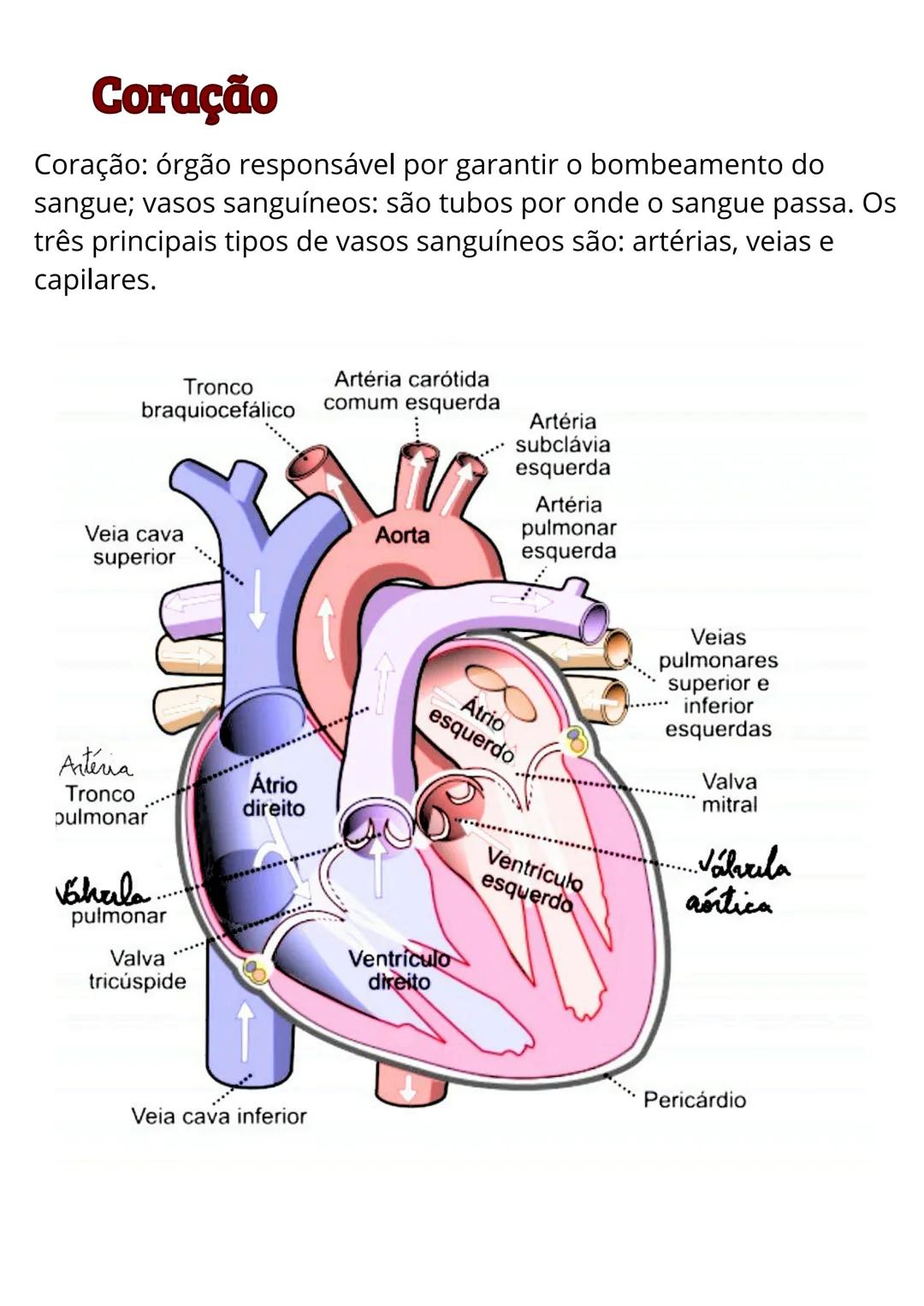 # Sistema circulatório
Sistema cardiovascular
1.0 sistema cardiovascular, também conhecido como
sistema circulatório, é responsável por bo