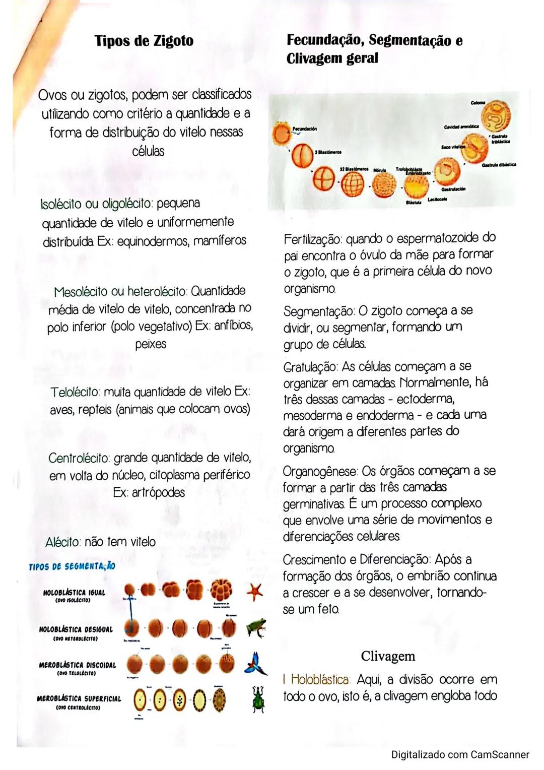 --- OCR Start ---
Embriologia
Resumo Biologia
A embriologia é o estudo do desenvolvimento dos organismos
Ovócito
Fecundação
Zigoto
wa
Esperm