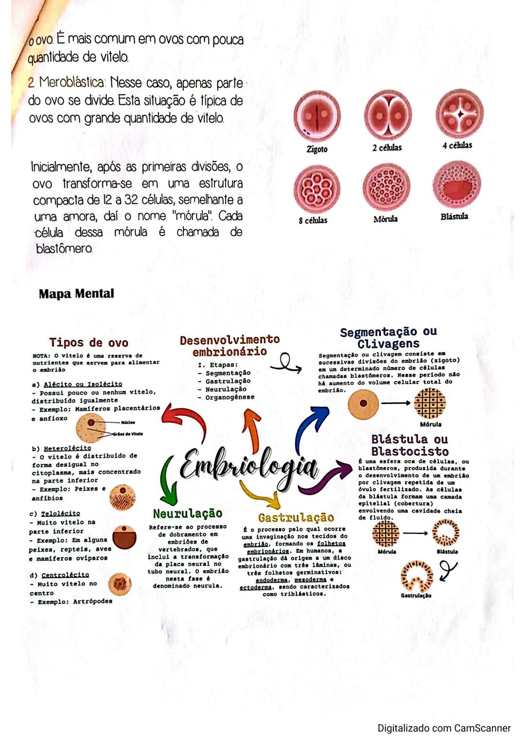 --- OCR Start ---
Embriologia
Resumo Biologia
A embriologia é o estudo do desenvolvimento dos organismos
Ovócito
Fecundação
Zigoto
wa
Esperm