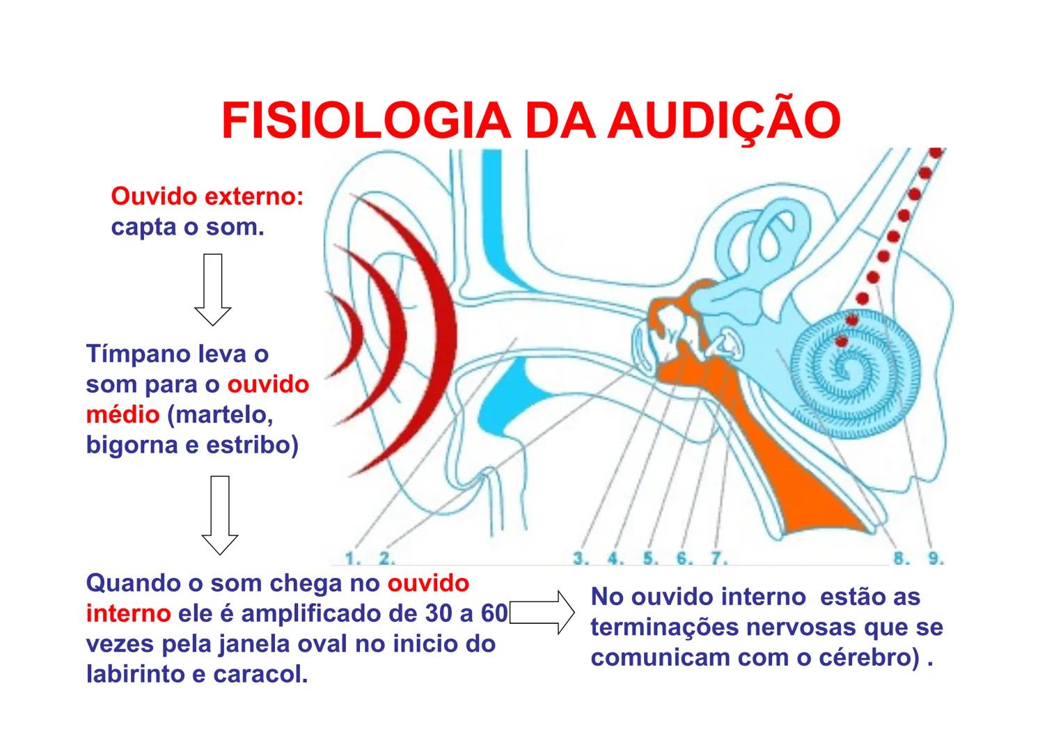 # ACÚSTICA
Ondas Sonoras # ACÚSTICA
• É a parte da Física que interpreta o
comportamento das ondas sonoras audíveis
frente aos diversos fe