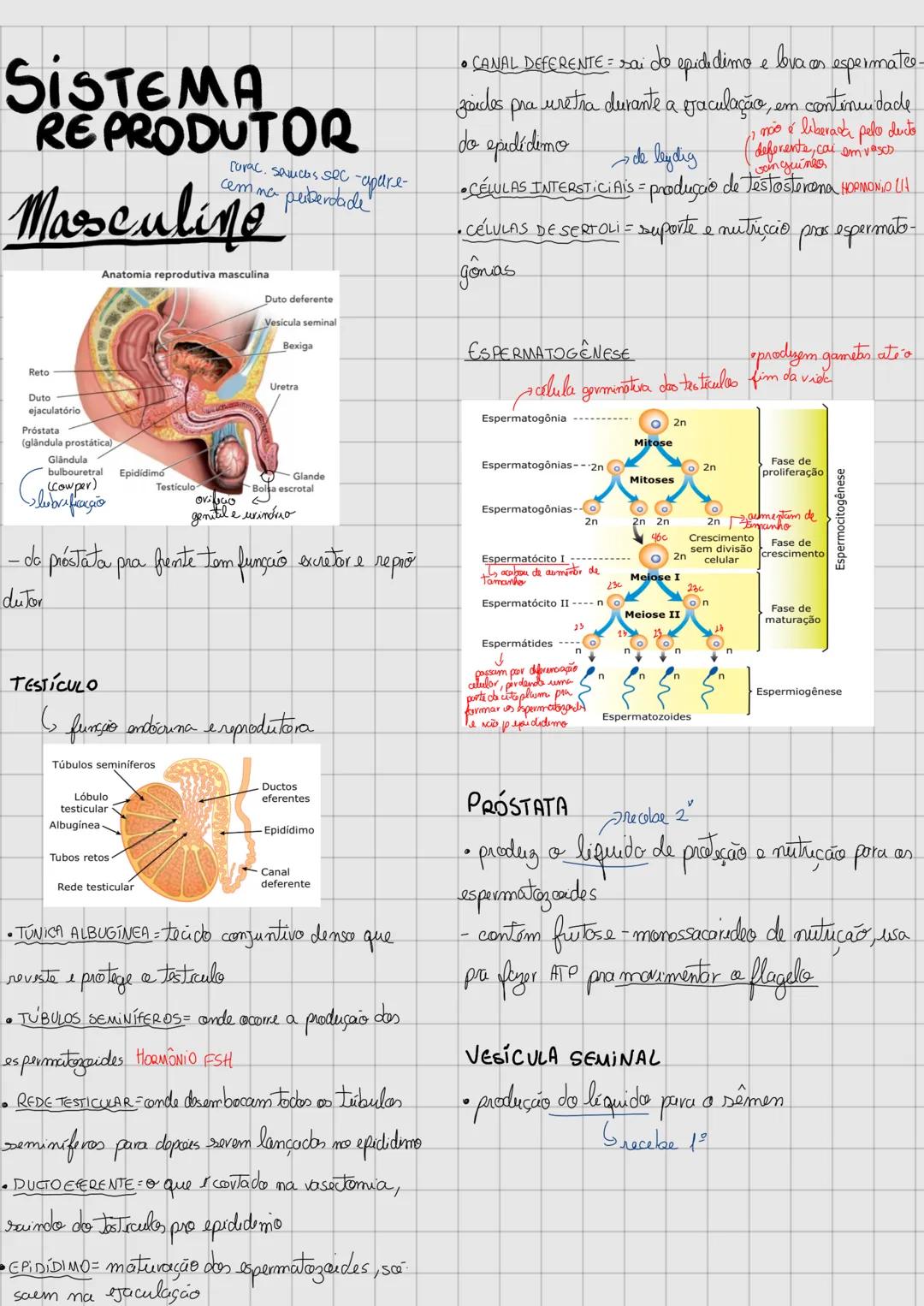 # SISTEMATOR
REPRODUTOR
Clorac. saucas sec -apure-
cem na peiberdade
# Masculino
Reto
Anatomia reprodutiva masculina
Duto deferente
Ve