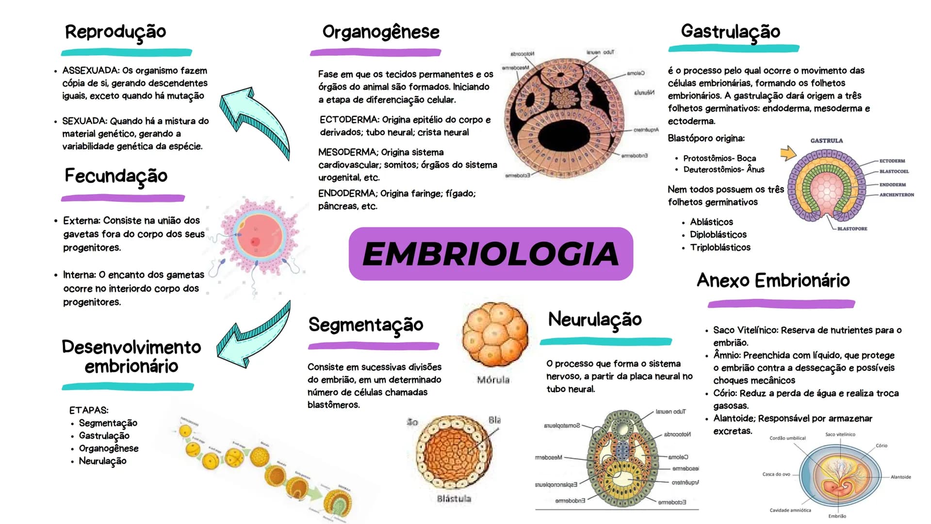 # Reprodução
* ASSEXUADA: Os organismo fazem
cópia de si, gerando descendentes
iguais, exceto quando há mutação
* SEXUADA: Quando há a