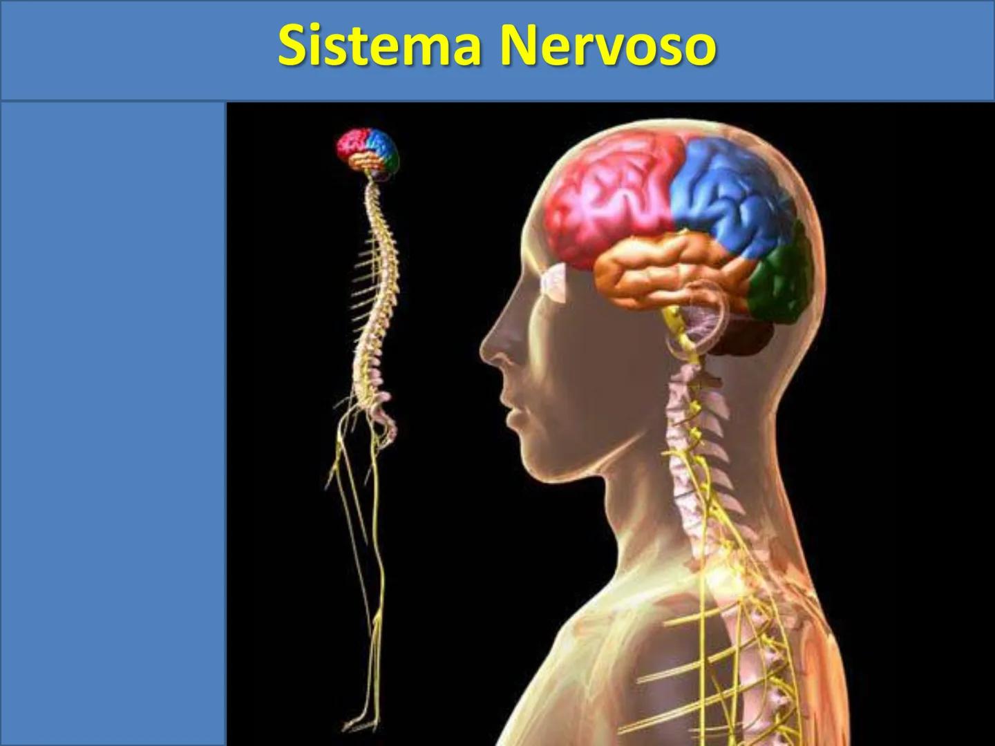 # Sistema Nervoso # Sistema Nervoso
1) Introdução
O sistema nervoso é responsável pelo ajustamento do organismo ao ambiente. Sua
função é