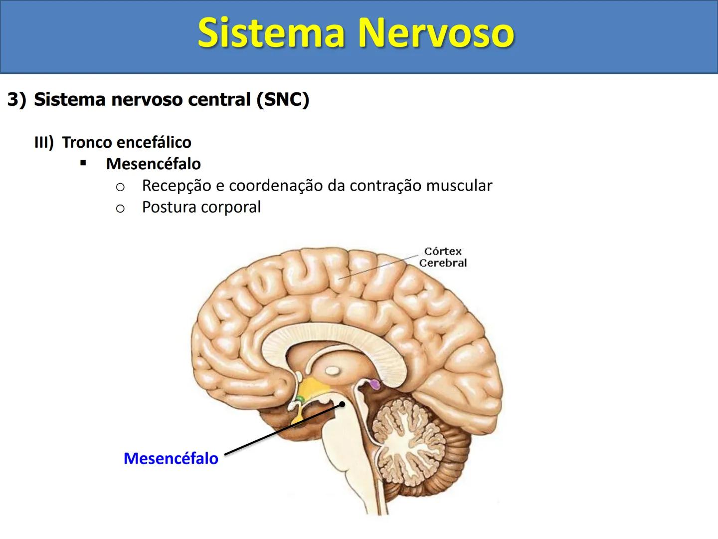 # Sistema Nervoso # Sistema Nervoso
1) Introdução
O sistema nervoso é responsável pelo ajustamento do organismo ao ambiente. Sua
função é