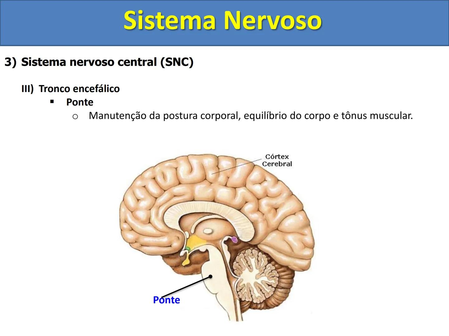 # Sistema Nervoso # Sistema Nervoso
1) Introdução
O sistema nervoso é responsável pelo ajustamento do organismo ao ambiente. Sua
função é
