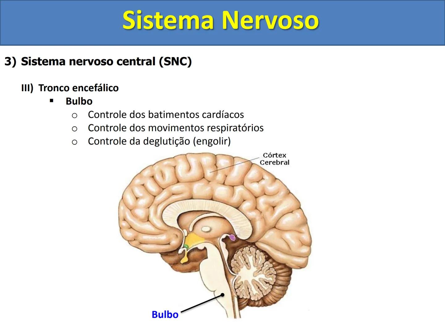 # Sistema Nervoso # Sistema Nervoso
1) Introdução
O sistema nervoso é responsável pelo ajustamento do organismo ao ambiente. Sua
função é
