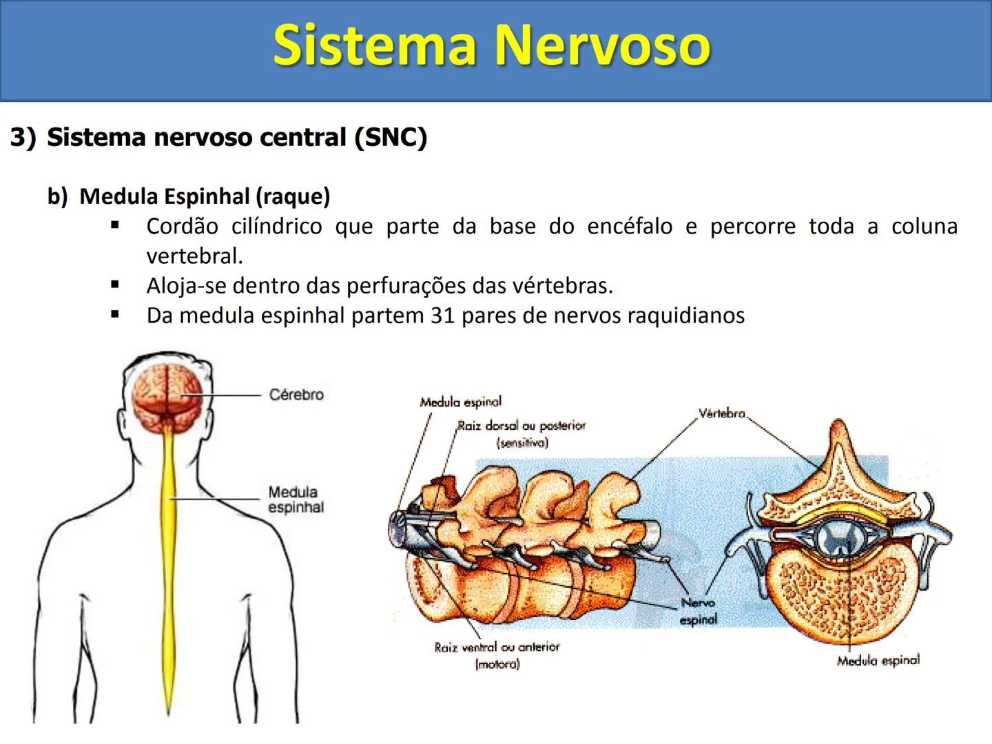# Sistema Nervoso # Sistema Nervoso
1) Introdução
O sistema nervoso é responsável pelo ajustamento do organismo ao ambiente. Sua
função é