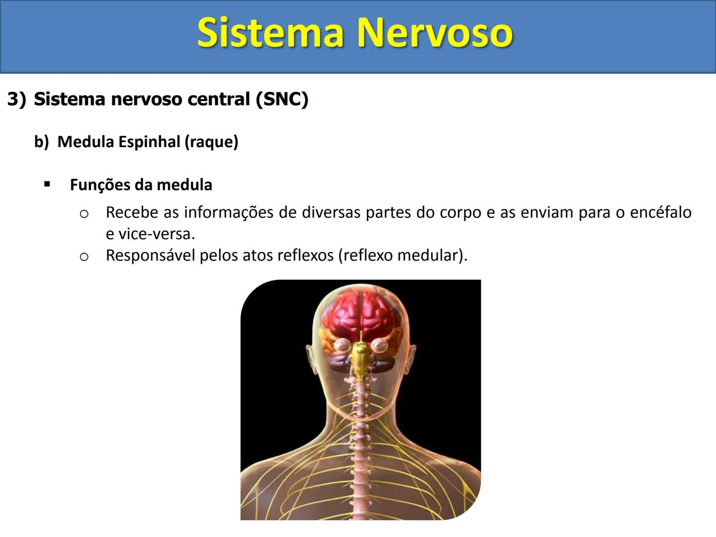 # Sistema Nervoso # Sistema Nervoso
1) Introdução
O sistema nervoso é responsável pelo ajustamento do organismo ao ambiente. Sua
função é