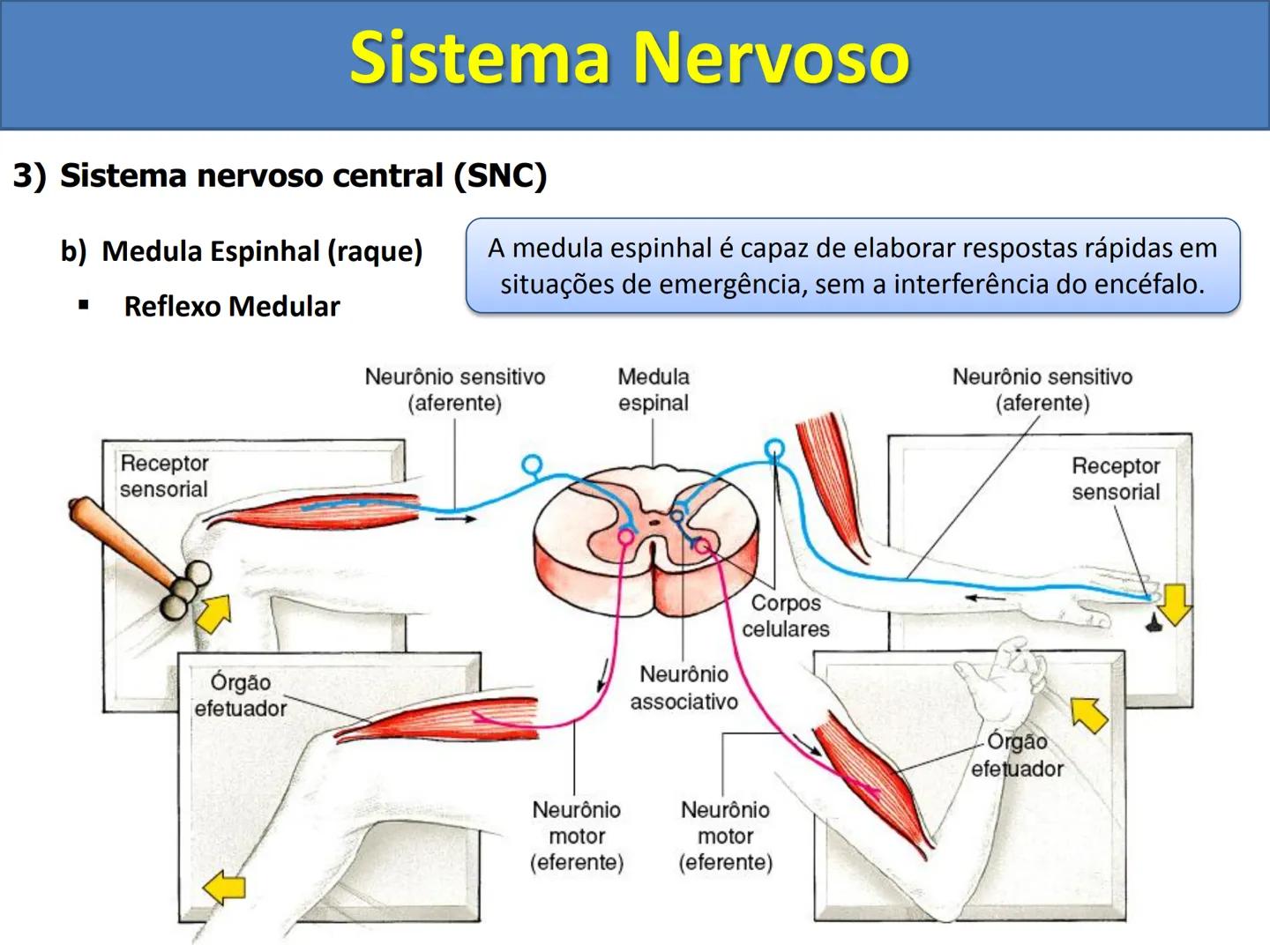 # Sistema Nervoso # Sistema Nervoso
1) Introdução
O sistema nervoso é responsável pelo ajustamento do organismo ao ambiente. Sua
função é