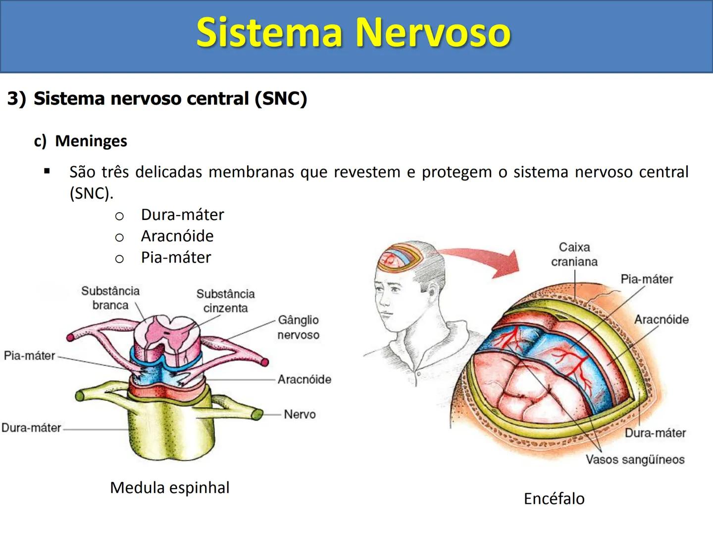 # Sistema Nervoso # Sistema Nervoso
1) Introdução
O sistema nervoso é responsável pelo ajustamento do organismo ao ambiente. Sua
função é