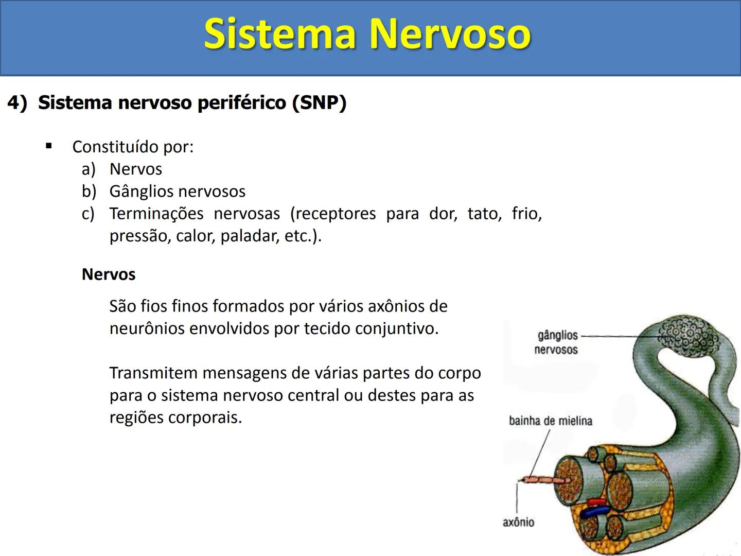 # Sistema Nervoso # Sistema Nervoso
1) Introdução
O sistema nervoso é responsável pelo ajustamento do organismo ao ambiente. Sua
função é