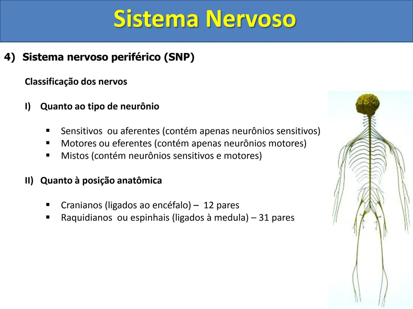 # Sistema Nervoso # Sistema Nervoso
1) Introdução
O sistema nervoso é responsável pelo ajustamento do organismo ao ambiente. Sua
função é