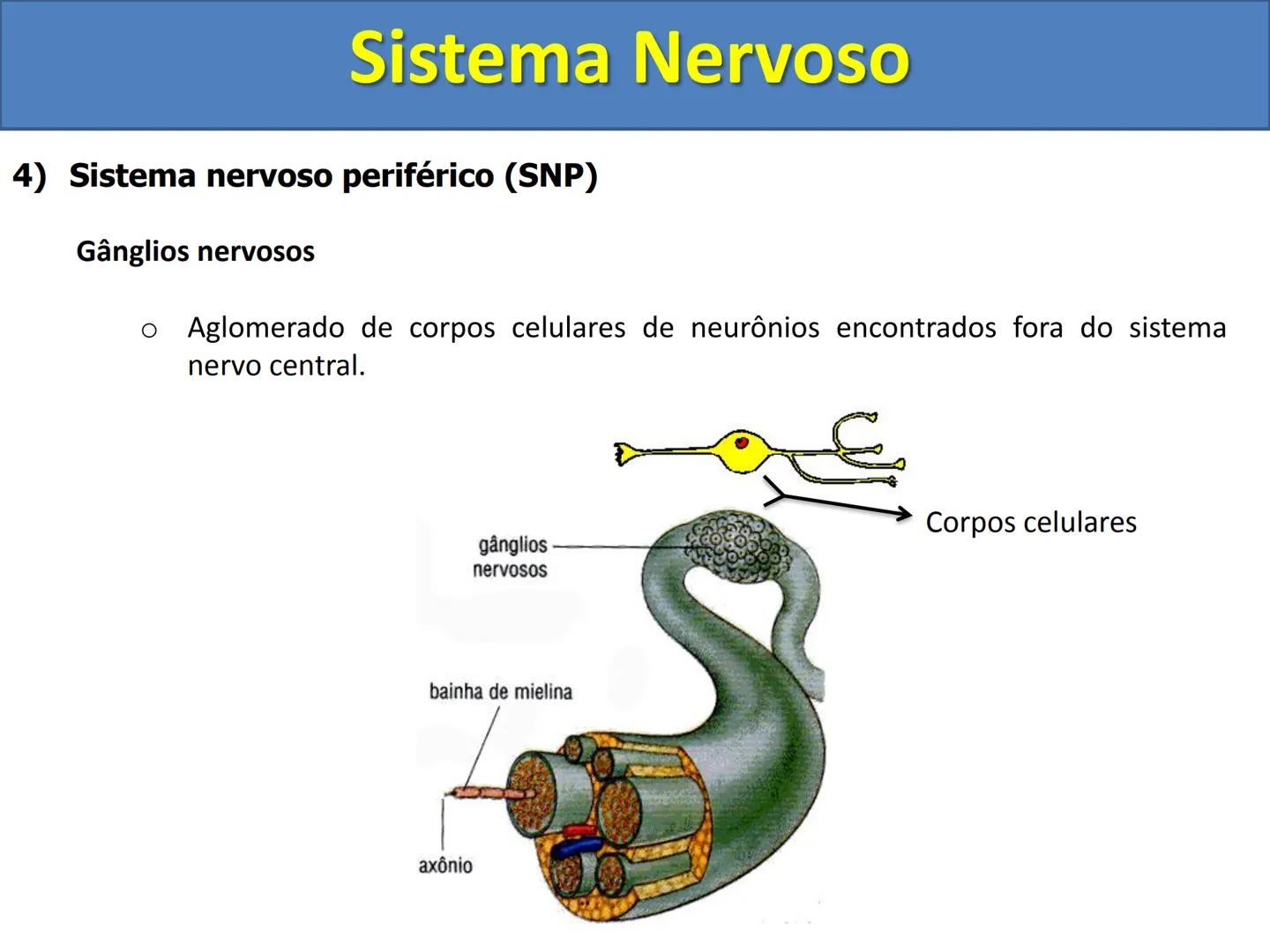# Sistema Nervoso # Sistema Nervoso
1) Introdução
O sistema nervoso é responsável pelo ajustamento do organismo ao ambiente. Sua
função é