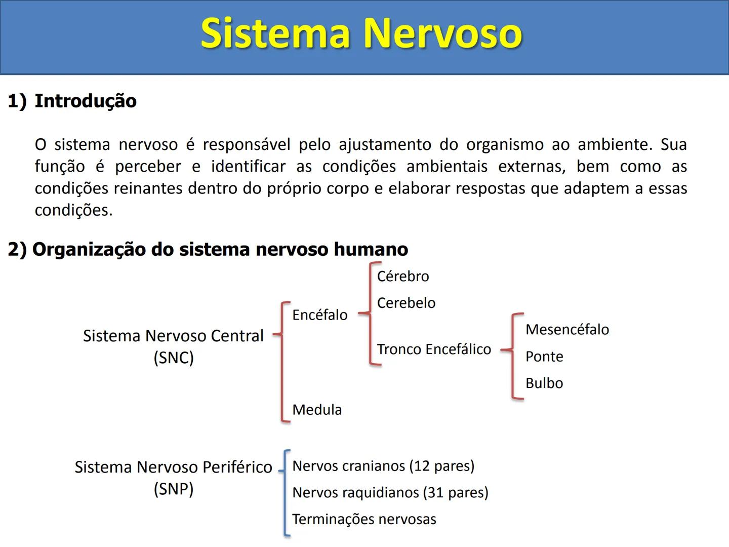 # Sistema Nervoso # Sistema Nervoso
1) Introdução
O sistema nervoso é responsável pelo ajustamento do organismo ao ambiente. Sua
função é