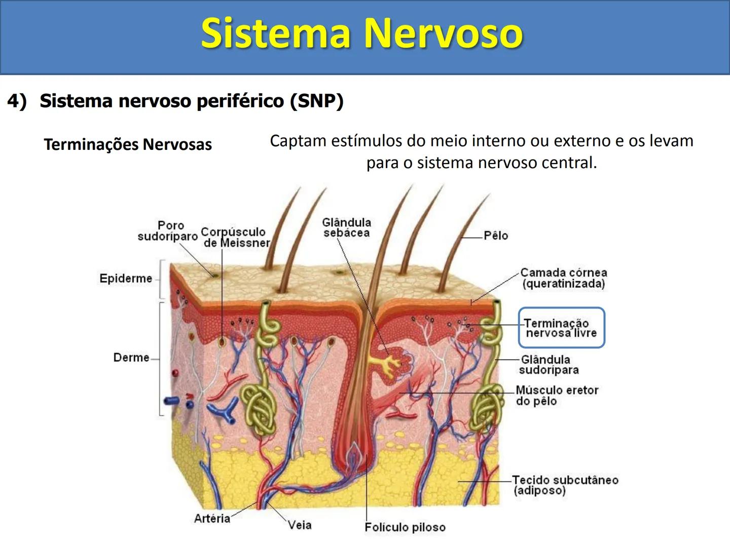 # Sistema Nervoso # Sistema Nervoso
1) Introdução
O sistema nervoso é responsável pelo ajustamento do organismo ao ambiente. Sua
função é