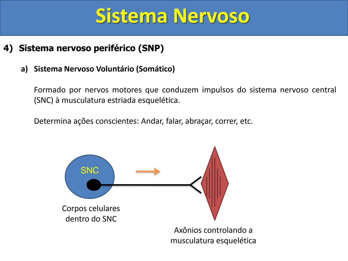 # Sistema Nervoso # Sistema Nervoso
1) Introdução
O sistema nervoso é responsável pelo ajustamento do organismo ao ambiente. Sua
função é