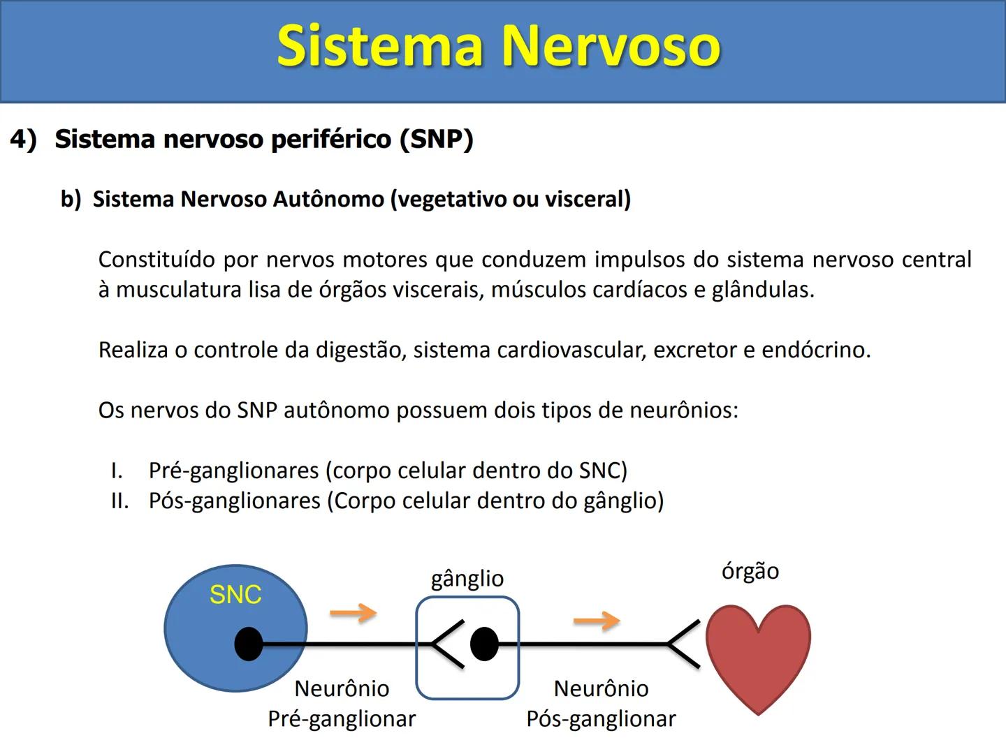 # Sistema Nervoso # Sistema Nervoso
1) Introdução
O sistema nervoso é responsável pelo ajustamento do organismo ao ambiente. Sua
função é