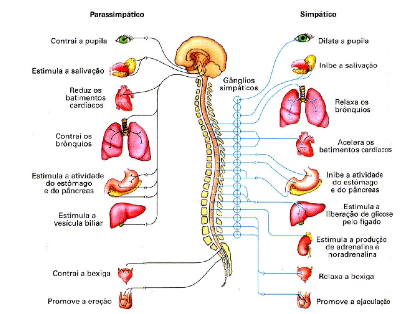 # Sistema Nervoso # Sistema Nervoso
1) Introdução
O sistema nervoso é responsável pelo ajustamento do organismo ao ambiente. Sua
função é