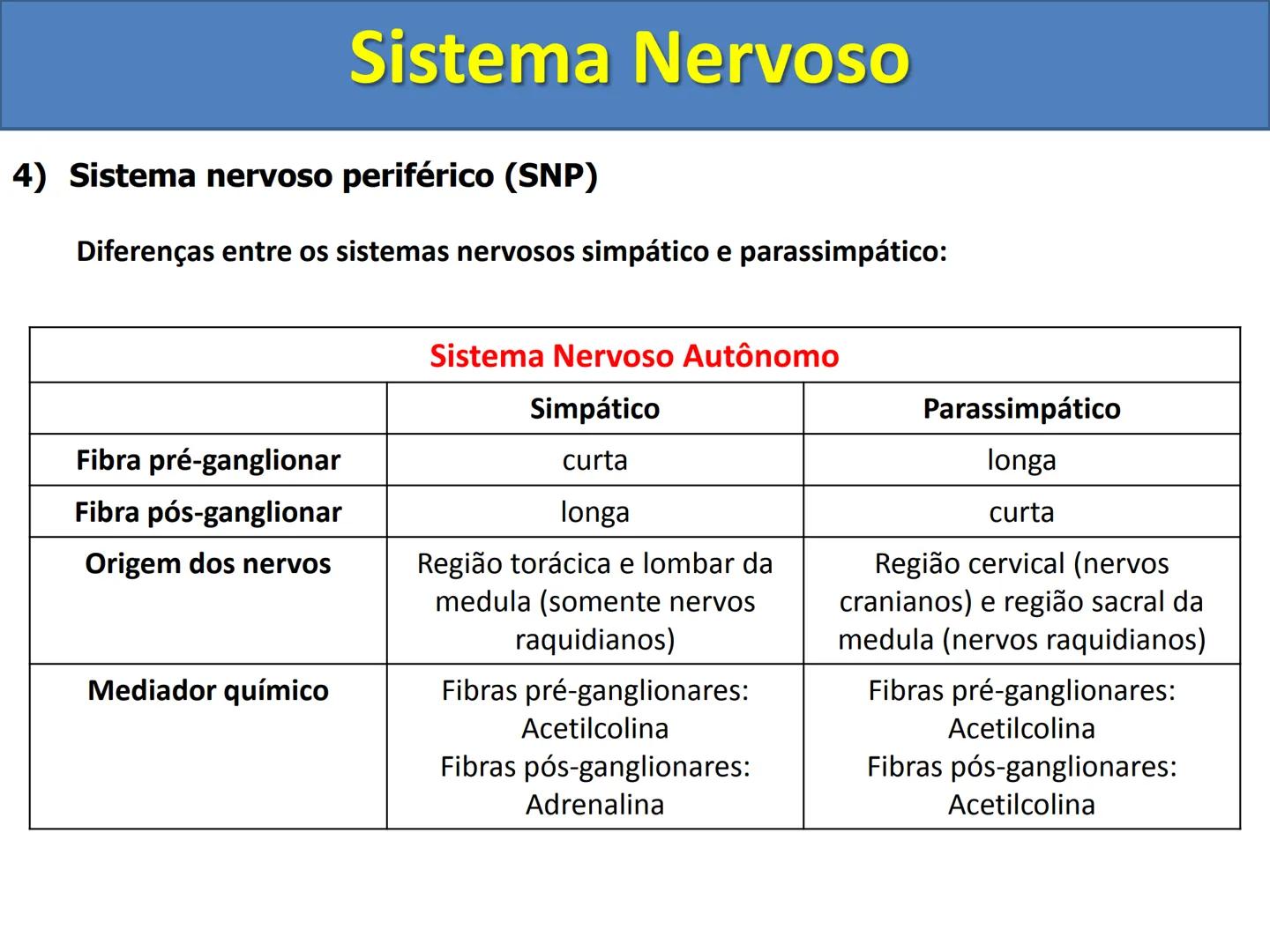 # Sistema Nervoso # Sistema Nervoso
1) Introdução
O sistema nervoso é responsável pelo ajustamento do organismo ao ambiente. Sua
função é