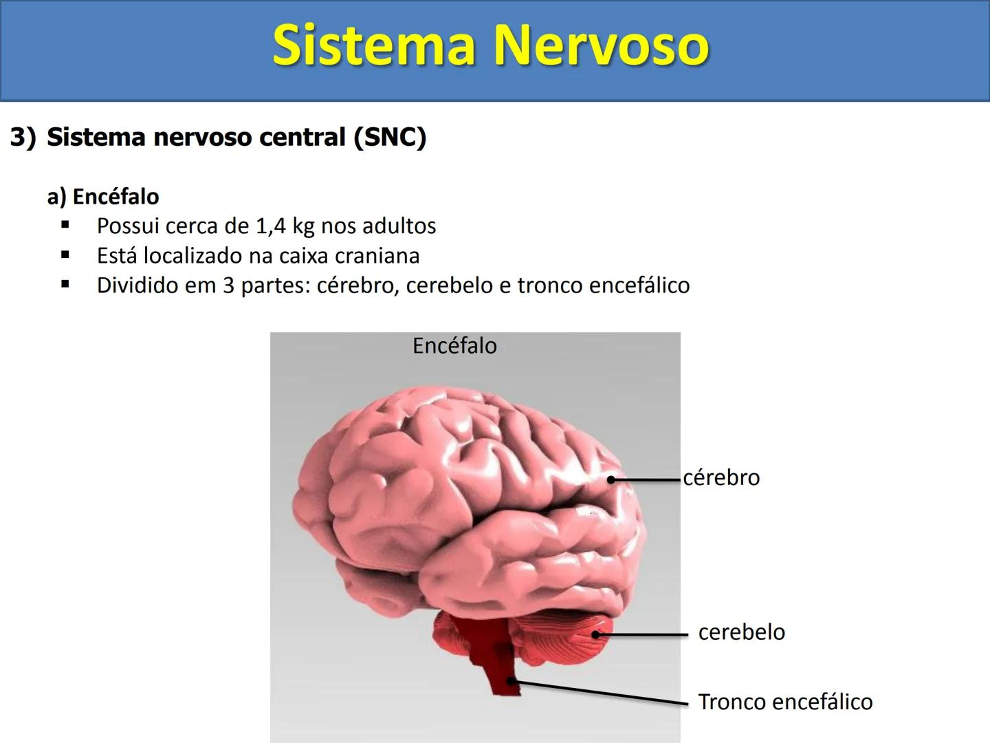 # Sistema Nervoso # Sistema Nervoso
1) Introdução
O sistema nervoso é responsável pelo ajustamento do organismo ao ambiente. Sua
função é