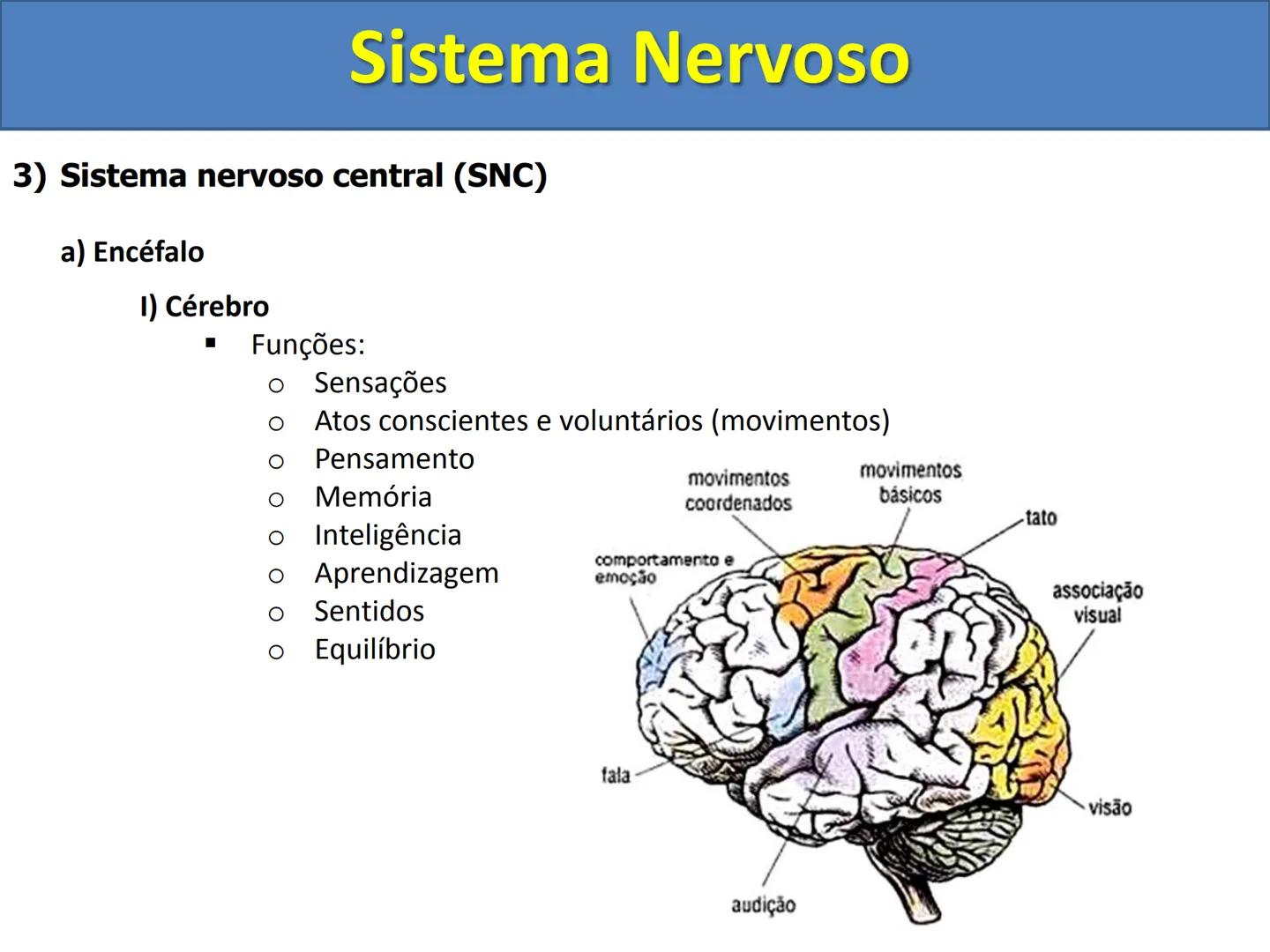 # Sistema Nervoso # Sistema Nervoso
1) Introdução
O sistema nervoso é responsável pelo ajustamento do organismo ao ambiente. Sua
função é
