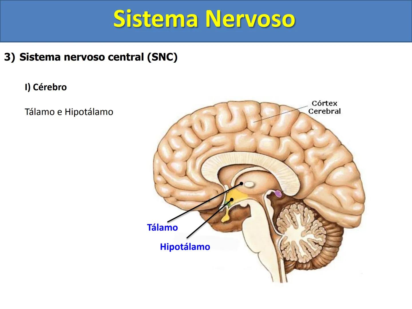 # Sistema Nervoso # Sistema Nervoso
1) Introdução
O sistema nervoso é responsável pelo ajustamento do organismo ao ambiente. Sua
função é