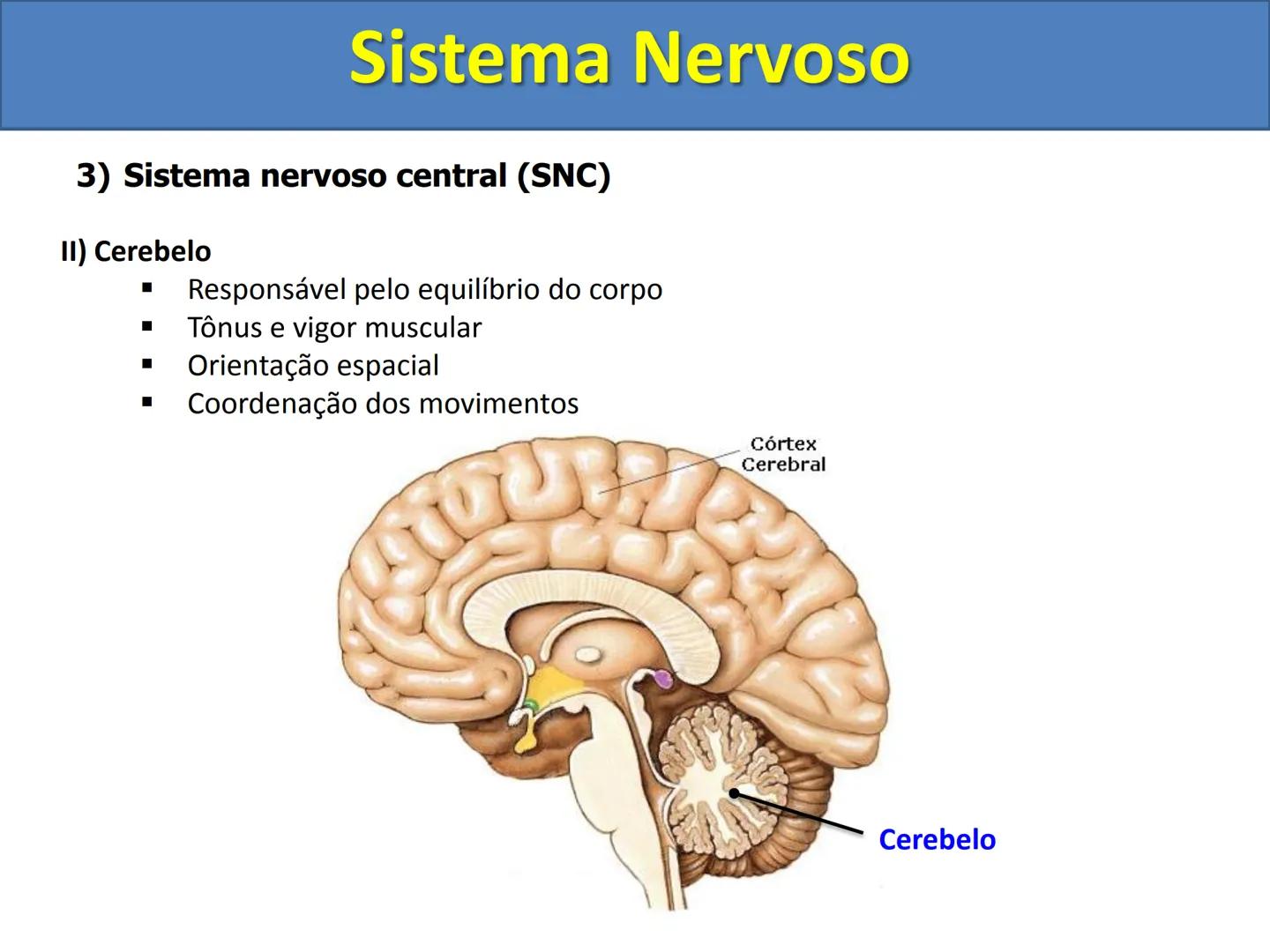# Sistema Nervoso # Sistema Nervoso
1) Introdução
O sistema nervoso é responsável pelo ajustamento do organismo ao ambiente. Sua
função é